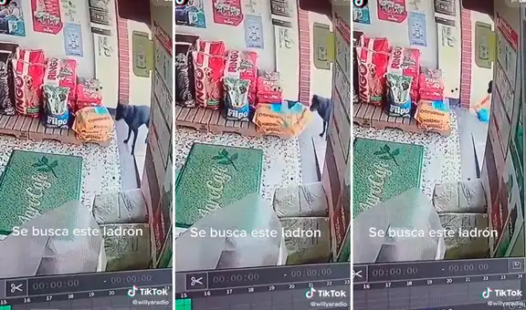 Cámara capta a perrito sin hogar robando un saco de comida de una tienda para mascotas