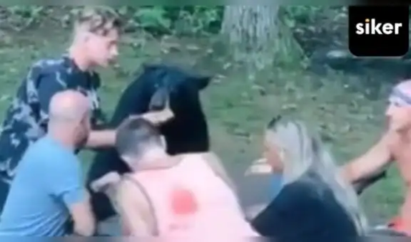 Oso salvaje se acerca a un grupo de jóvenes que realizaba pícnic y ellos le invitan un sándwich