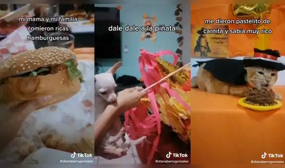 Le hacen su fiesta de cumpleaños a un minino y lo visten igual que el Gato con Botas