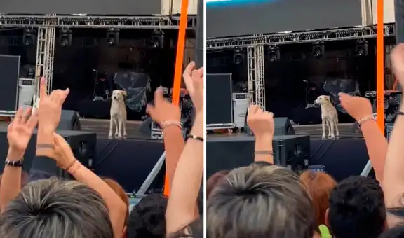 Perro callejero se sube al escenario del Funka Fest 2022 y es ovacionado por el público