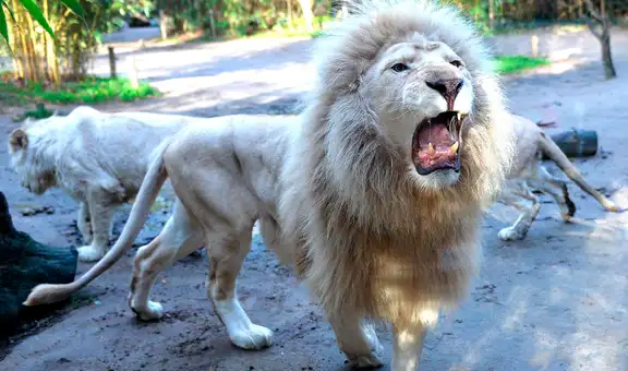 Un león blanco mutiló a hombre que buscaba robar su cachorro en un zoológico de Ghana