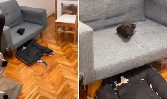 Perro aprovecha que está solo en casa para hacer travesuras, pero termina atrapado en el mueble