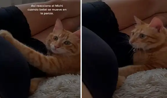 Gato cuida a su dueña embarazada y tiene singular reacción cuando siente una ‘patadita’