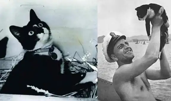 Sam, el insumergible: el gato que sobrevivió a tres hundimientos de buques en la Segunda Guerra Mundial