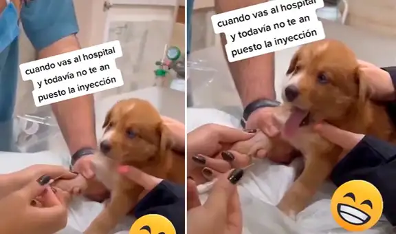 Perrito no quiere que lo inyecten y tiene ‘dramática’ reacción antes que le pongan la aguja