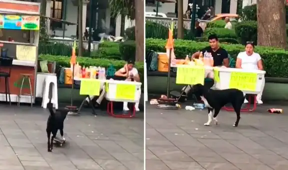 Perrito derriba puesto ambulante de bebidas al no poder parar cuando paseaba en patineta