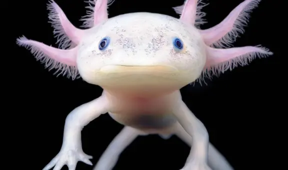 La extraña salamandra que puede regenerar sus extremidades y parte de su corazón o cerebro