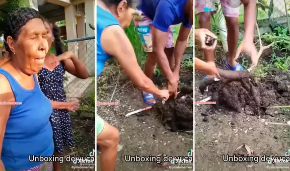 Familia queda impactada al ver el tamaño de la yuca que sacaron de su huerta
