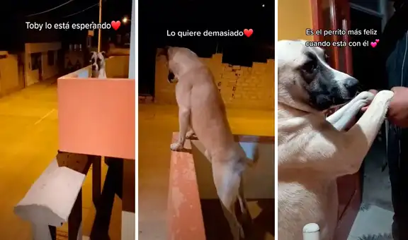 Perro espera a diario el regreso de su dueño y salta de emoción cuando lo vuelve a ver