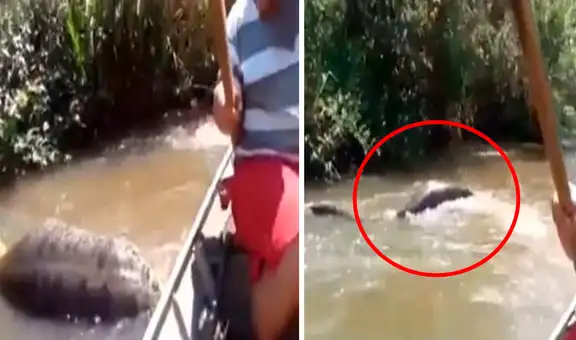 Peruanos se encuentran con una anaconda que acababa de devorar a su presa en el Amazonas