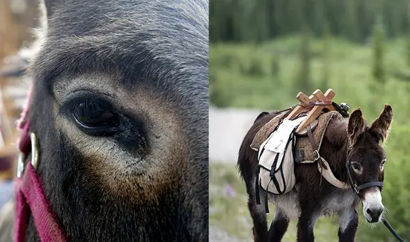 Nigeria requisa 7.000 penes de burro que iban a exportarse a Hong Kong