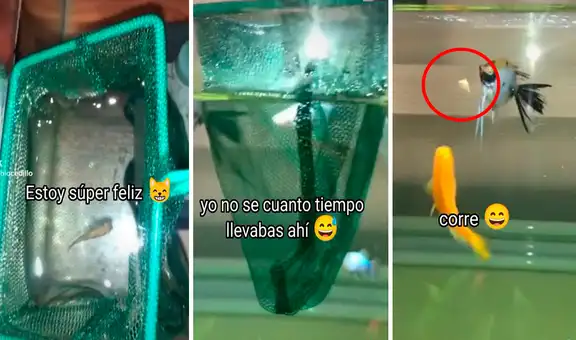 Halla un pez en el filtro de su pecera, lo mete en el interior y uno de sus animales se lo come