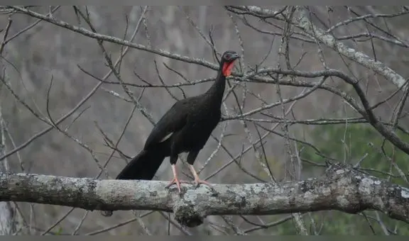 Gore Piura celebrará la semana de la pava aliblanca para conservar su especie