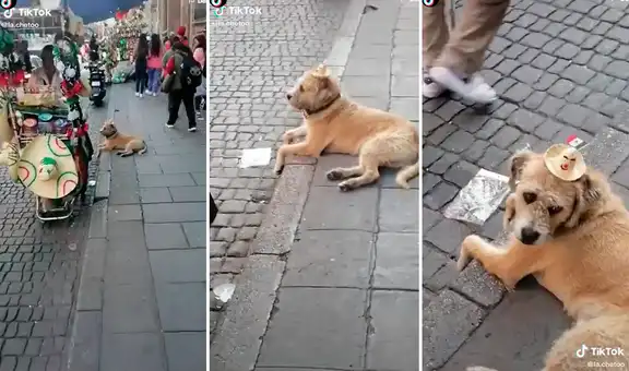 Perro trabaja como modelo de sombreros que realiza su dueño y se gana las palmas en redes
