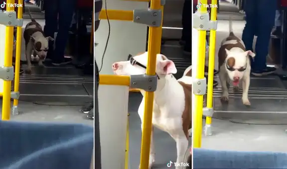 Perro sube a bus con lentes oscuros y enamora a pasajeros: “Tiene un flow violento” 