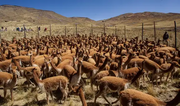 Pampa Galeras: Vicuñas en peligro