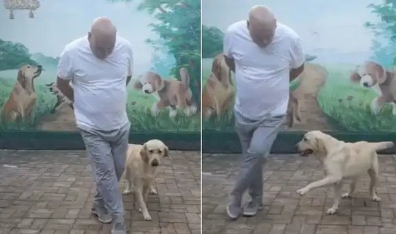 El ‘chambelán’ perfecto: perrito sorprende al aprenderse unos pasos de baile al lado de su dueño