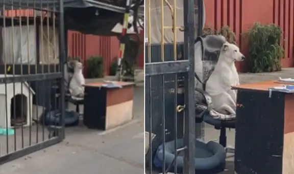 Perrito ‘vigilante’ ocupa el sitio de su dueño mientras no está y cautiva a transeúntes