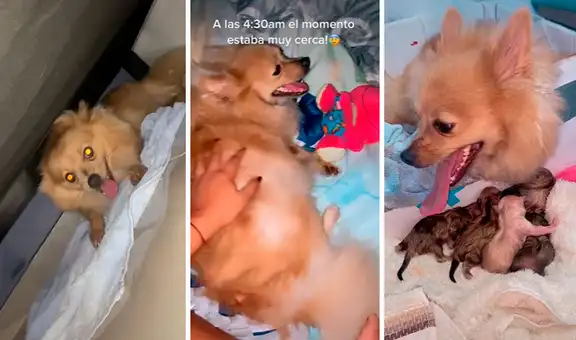 Perrita preñada busca a su dueña para pedirle ayuda antes de dar a luz a sus crías