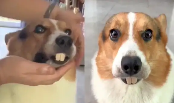 Dueño le pone dentadura postiza a su perrito e internautas lo confunden con un castor
