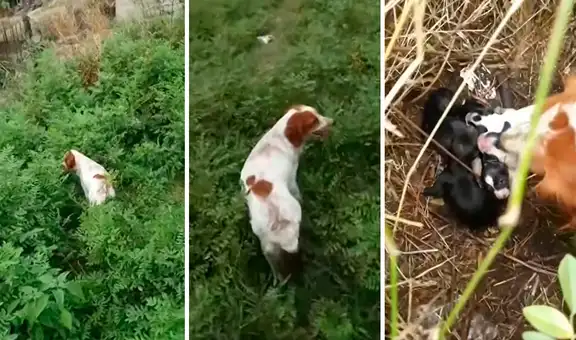 Perrita conoce a joven y lo guía hasta la ubicación de sus crías para que las ayude