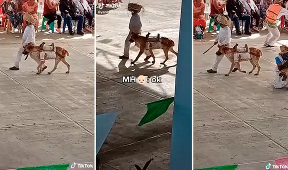 Niño no tenía caballo, pero su perro lo ayuda en su presentación por el Día de la Independencia