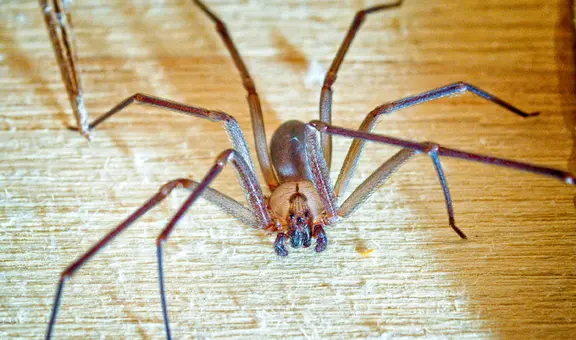 Araña violinista: ¿cómo identificarla, dónde aparece y qué tan grave es su picadura?