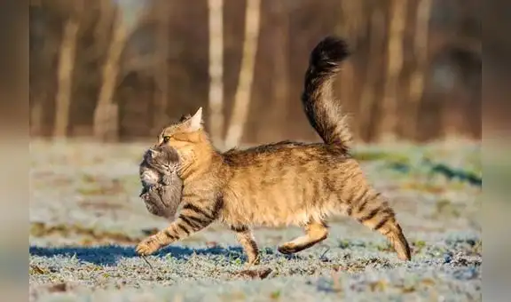 ¿Es recomendable agarrar al gato de la piel del cuello?