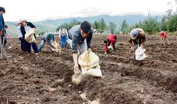 Falta de fertilizantes reduciría en 30% el empleo agrícola