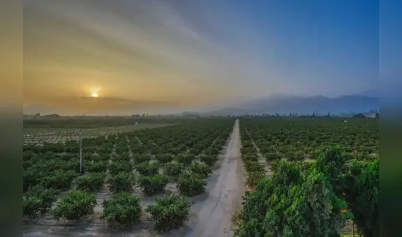 Megapuerto de Chancay: tierras agrícolas de la zona se revalorizan y triplican su precio