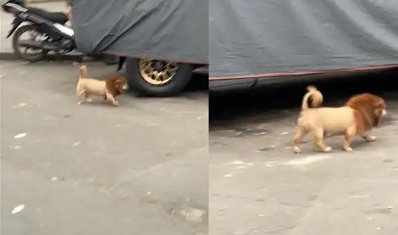 Perrito callejero es captado en el centro de Lima con peculiar corte de león