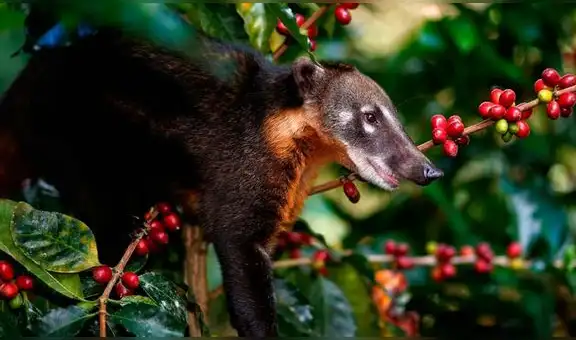Café de misha: ¿por qué este insumo, obtenido de las heces del animal, es el más caro del Perú?