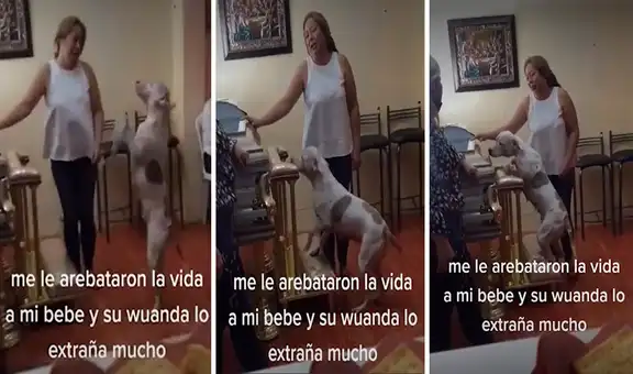 Perrita llora la partida de su dueño y permanece a su lado hasta el último minuto en su velorio