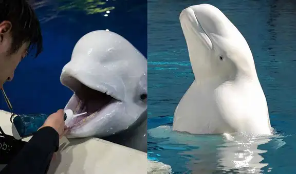 ¿Por qué las belugas son conocidas como ‘cabezas de melón’? Conoce aquí la respuesta