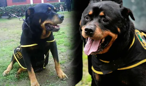 ¿Cómo Lay Fun, el perro que mató a un ladrón, se convirtió en un héroe del Perú?