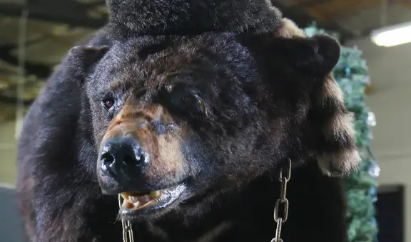 Pablo EskoBear: realizarán película sobre historia real de oso que murió por sobredosis de cocaína