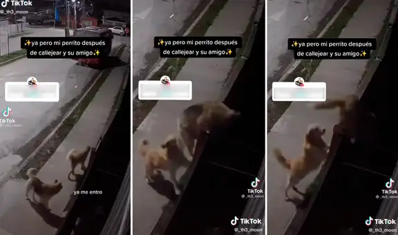 Perro ayuda a su amigo a trepar la pared para ingresar a casa tras dar su paseo nocturno