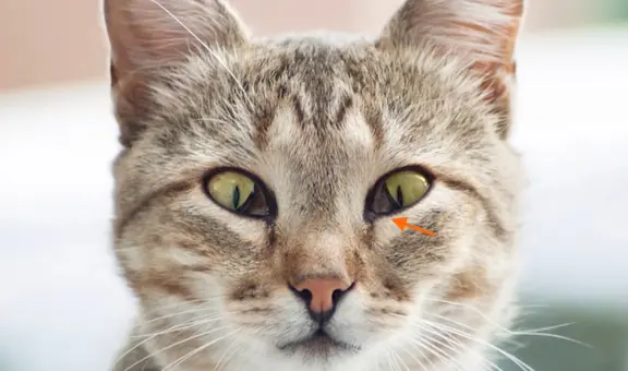 A mi gato se le nota el tercer párpado: ¿qué significa y qué debo hacer en estos casos?