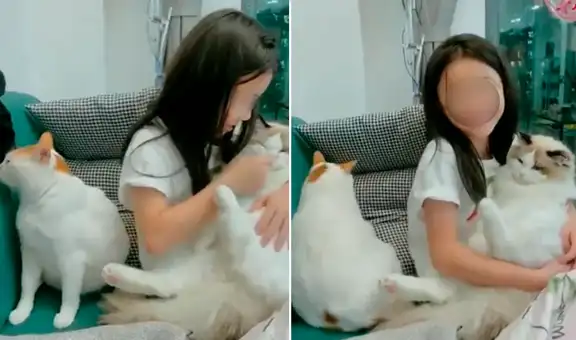 Gatito se molesta con su dueña al verla abrazando a otro minino