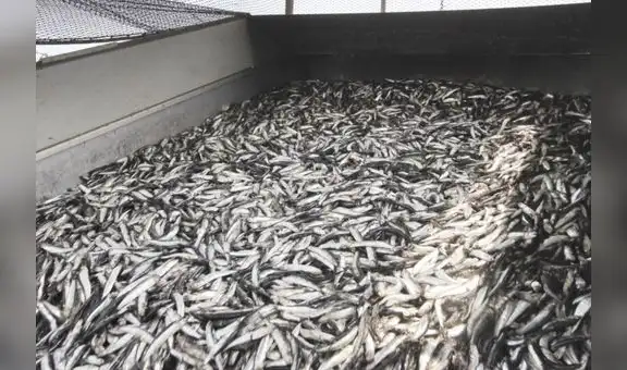Chancay: pescadores demandan reiniciar pesca artesanal a 10 meses del derrame de Repsol
