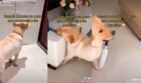 Perrito escucha ruidos fuertes en su puerta y coge el cuchillo que le dejó su dueño para defenderse