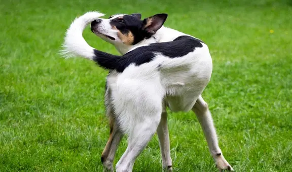 ¿Por qué los perros persiguen su cola de forma compulsiva? El motivo es preocupante
