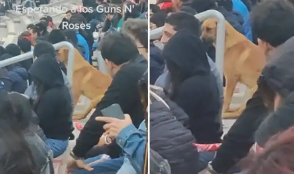 Perrito se sumó a fanáticos de Guns N’ Roses y se lució en la tribuna ‘esperando’ a la banda
