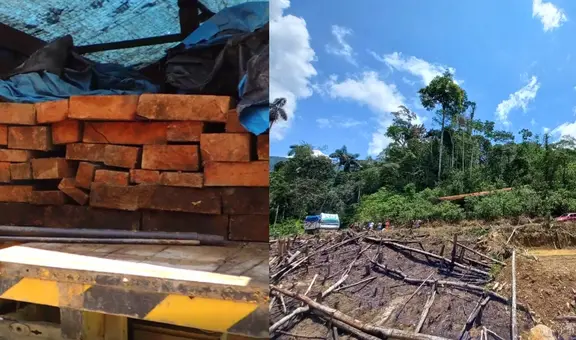 Cusco: detienen a 4 varones por tala ilegal de árboles en La Convención