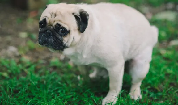 ¿Por qué mi perro se demora mucho eligiendo un lugar donde hacer sus heces?
