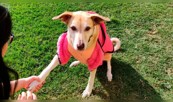 ¿Sabías que los perros no te dan la pata solo por amor? Conoce las principales razones