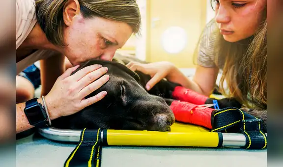 ¿Qué debes hacer durante los últimos momentos de vida de tu perro?