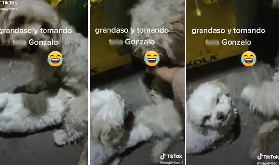 Perrito se enoja con su dueña, quien no quiere que lo amamante su ‘mamá’ porque ya está grande