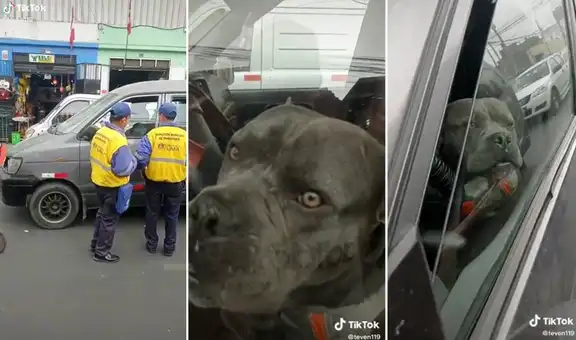 Perrito es intervenido por fiscalizadores municipales por ‘estacionarse’ en un lugar prohibido