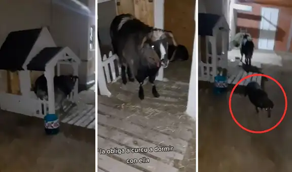 Traviesa cabra ‘secuestra’ a una perrita y no la deja salir de su casa hasta que llega su dueña